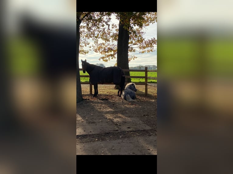 Kuce szetlandzkie Klacz 5 lat 110 cm Siwa jabłkowita in Raddestorf