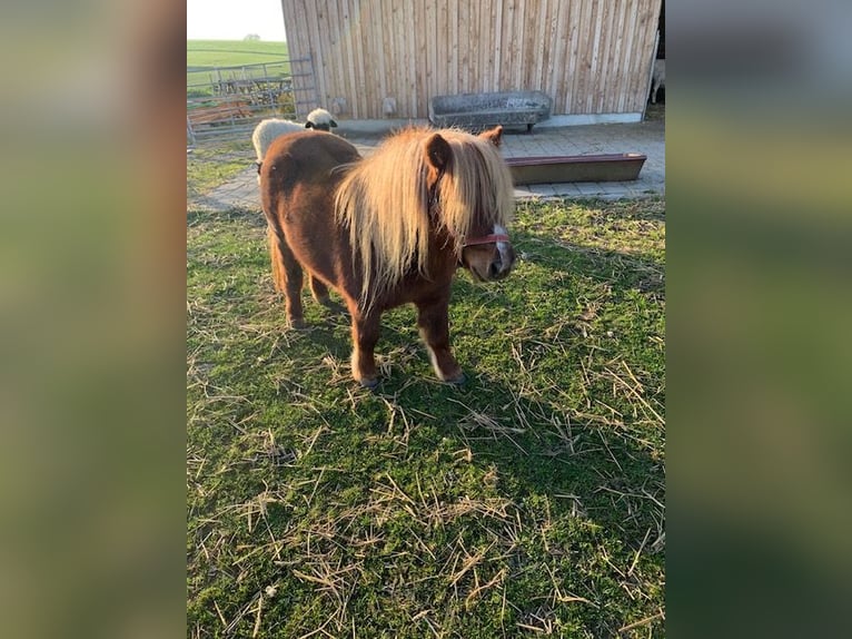 Kuce szetlandzkie Klacz 5 lat 80 cm Ciemnokasztanowata in Kranzberg