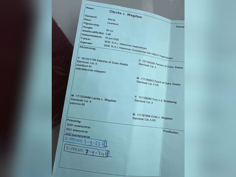 Kuce szetlandzkie Klacz 5 lat 83 cm Srokata in Salzhemmendorf