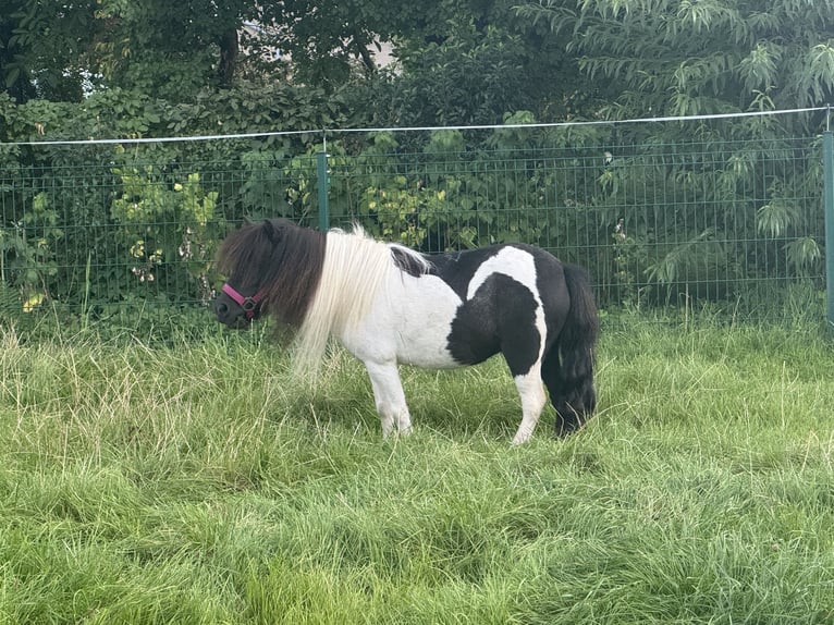 Kuce szetlandzkie Klacz 5 lat 83 cm Srokata in Salzhemmendorf