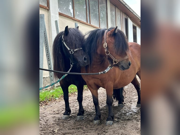 Kuce szetlandzkie Klacz 5 lat 85 cm Kara in Eggelsberg