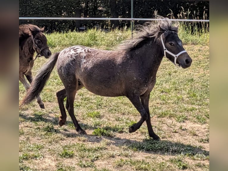 Kuce szetlandzkie Klacz 5 lat 88 cm Tarantowata in Eggenfelden