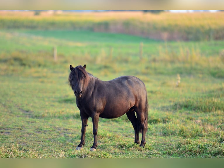 Kuce szetlandzkie Klacz 5 lat 90 cm Kara in radziejów