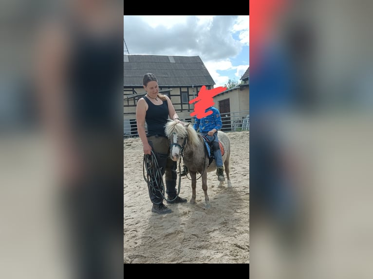 Kuce szetlandzkie Klacz 5 lat 91 cm Gniadodereszowata in Naundorf