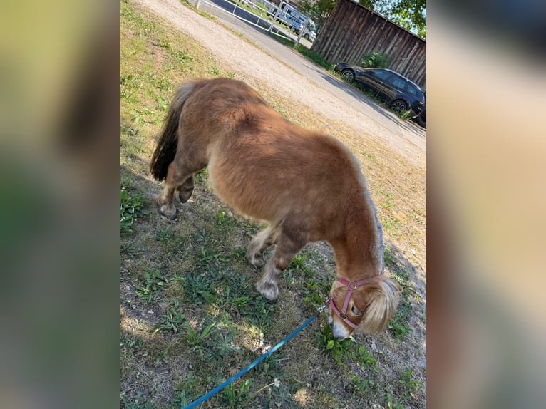Kuce szetlandzkie Klacz 5 lat 91 cm Kasztanowata in Winsen (Luhe)