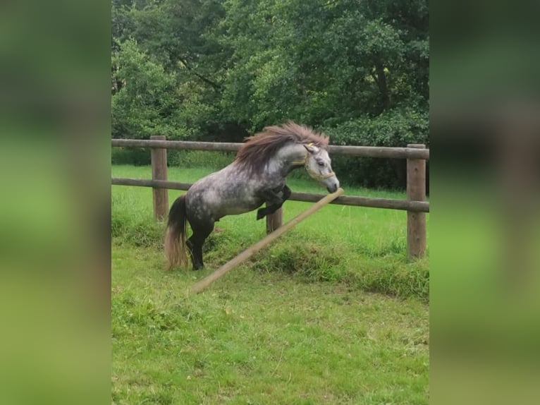 Kuce szetlandzkie Klacz 5 lat 95 cm Siwa jabłkowita in Michelstadt