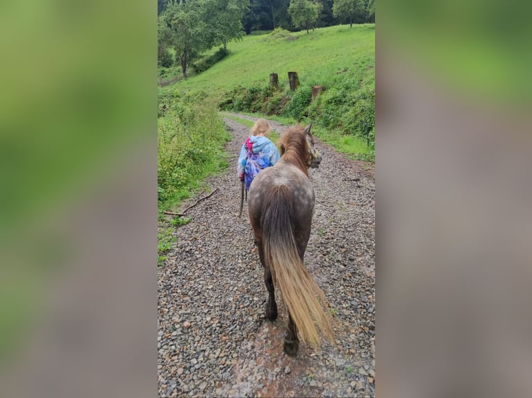 Kuce szetlandzkie Klacz 5 lat 95 cm Siwa jabłkowita in Michelstadt