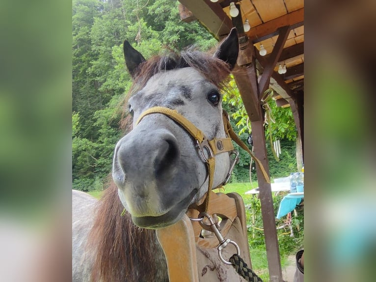 Kuce szetlandzkie Klacz 5 lat 95 cm Siwa jabłkowita in Michelstadt