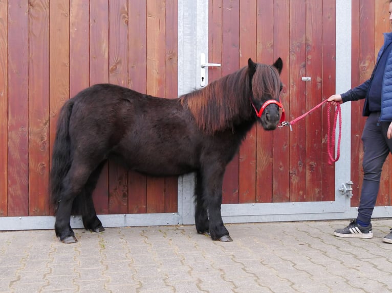 Kuce szetlandzkie Klacz 5 lat 96 cm in Dorsten