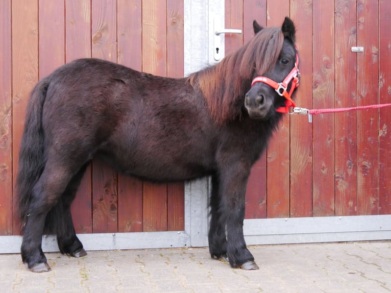 Kuce szetlandzkie Klacz 5 lat 96 cm in Dorsten