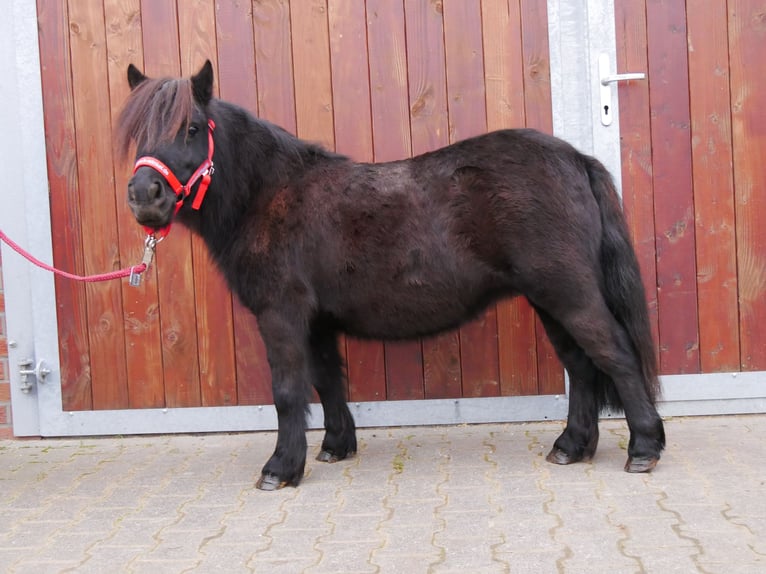 Kuce szetlandzkie Klacz 5 lat 96 cm in Dorsten