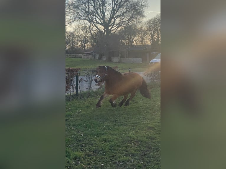 Kuce szetlandzkie Klacz 5 lat 98 cm Gniada in Barneveld