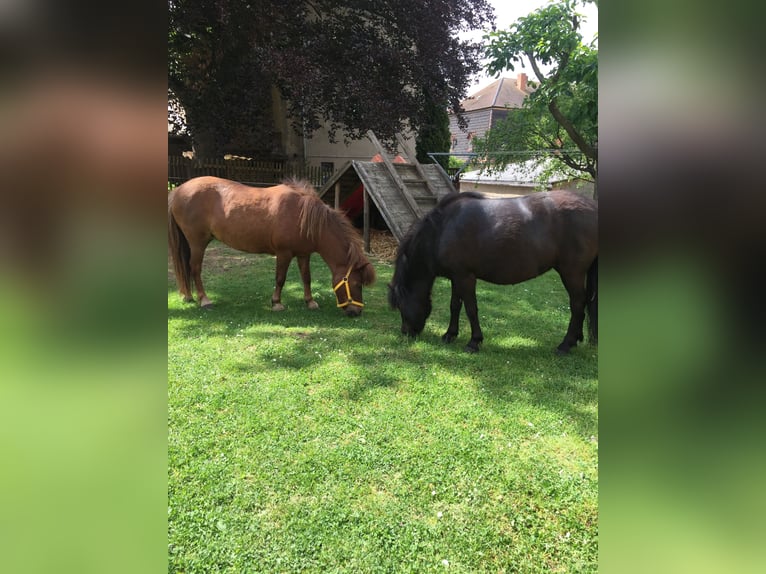 Kuce szetlandzkie Klacz 6 lat 100 cm Kara in Silbitz