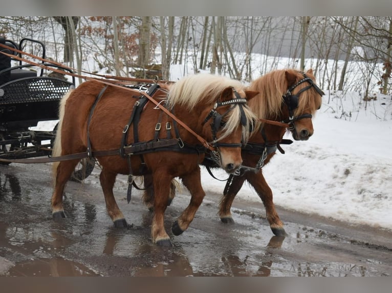Kuce szetlandzkie Klacz 6 lat 100 cm Kasztanowata in Sangerhausen