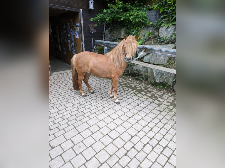 Kuce szetlandzkie Klacz 6 lat 105 cm Bułana in Lüdenscheid