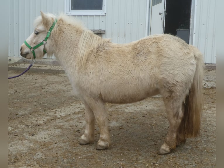 Kuce szetlandzkie Klacz 6 lat 105 cm Izabelowata in Dingolfing