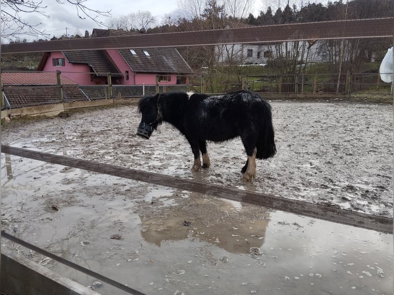 Kuce szetlandzkie Klacz 6 lat 107 cm Tobiano wszelkich maści in VILLÉ