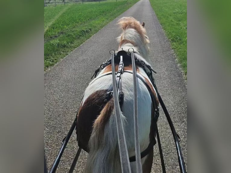 Kuce szetlandzkie Mix Klacz 6 lat 108 cm Srokata in Bad Wildbad im Schwarzwald