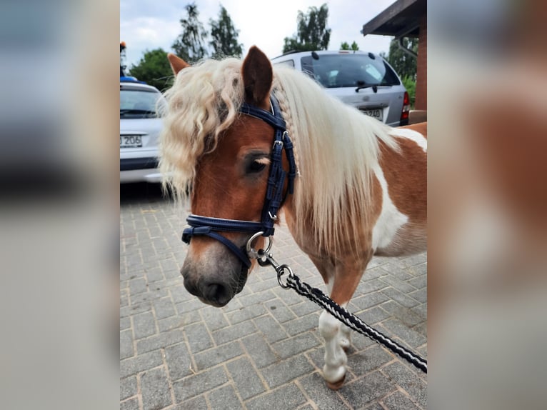 Kuce szetlandzkie Klacz 6 lat 93 cm Srokata in Herten