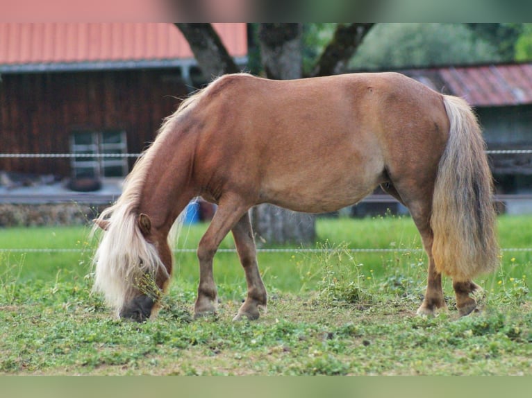Kuce szetlandzkie Klacz 6 lat 95 cm Izabelowata in Heimenkirch