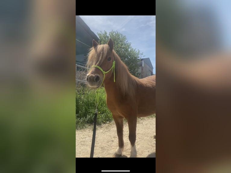 Kuce szetlandzkie Klacz 6 lat Srokata in Blankenhain