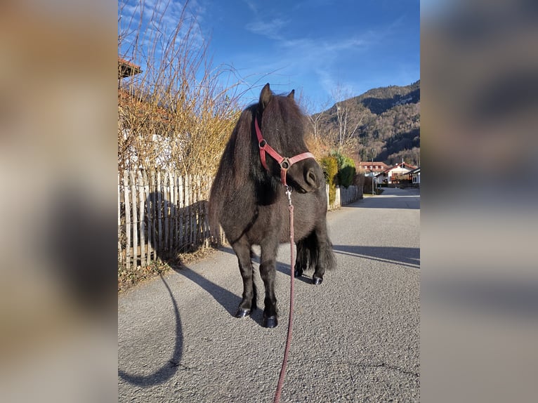 Kuce szetlandzkie Klacz 7 lat 100 cm Kara in Aschau im Chiemgau