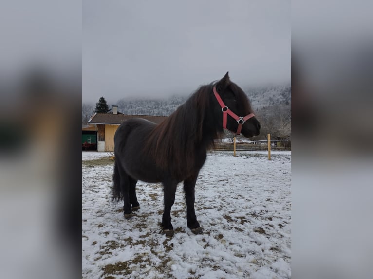 Kuce szetlandzkie Klacz 7 lat 100 cm Kara in Aschau im Chiemgau