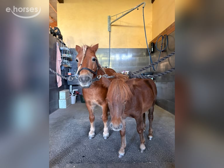 Kuce szetlandzkie Klacz 7 lat 100 cm Kasztanowata in Freinsheim