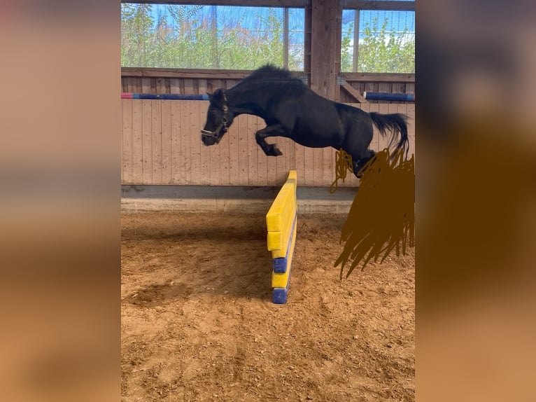 Kuce szetlandzkie Klacz 7 lat 105 cm Kara in Kißlegg