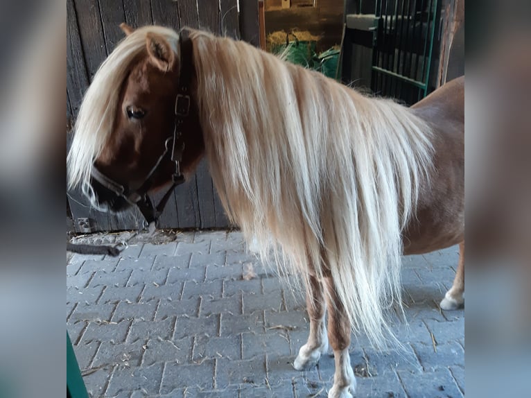 Kuce szetlandzkie Klacz 7 lat 105 cm Kasztanowata in Wehrheim