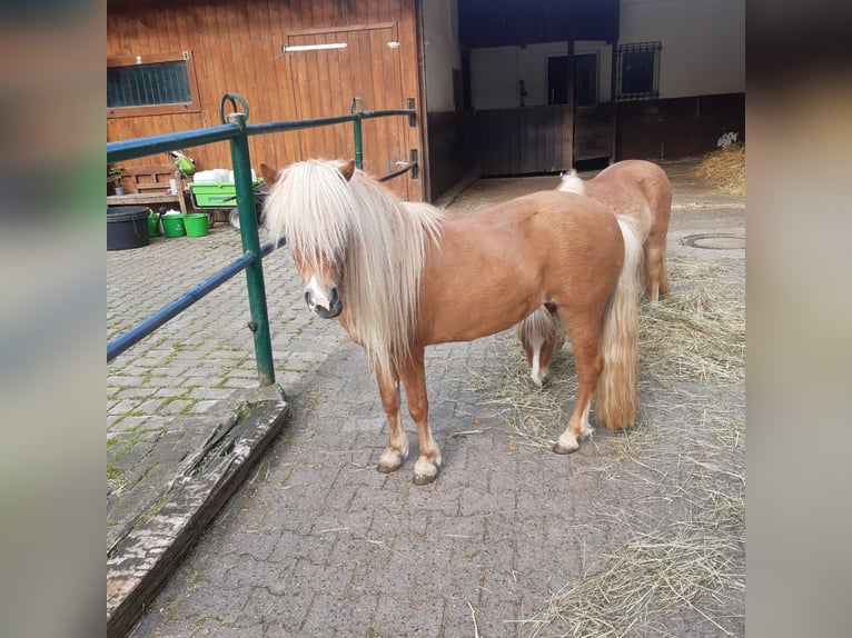 Kuce szetlandzkie Klacz 7 lat 105 cm Kasztanowata in Wehrheim