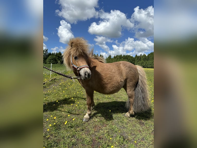 Kuce szetlandzkie Klacz 7 lat 83 cm Kasztanowata in Wacken