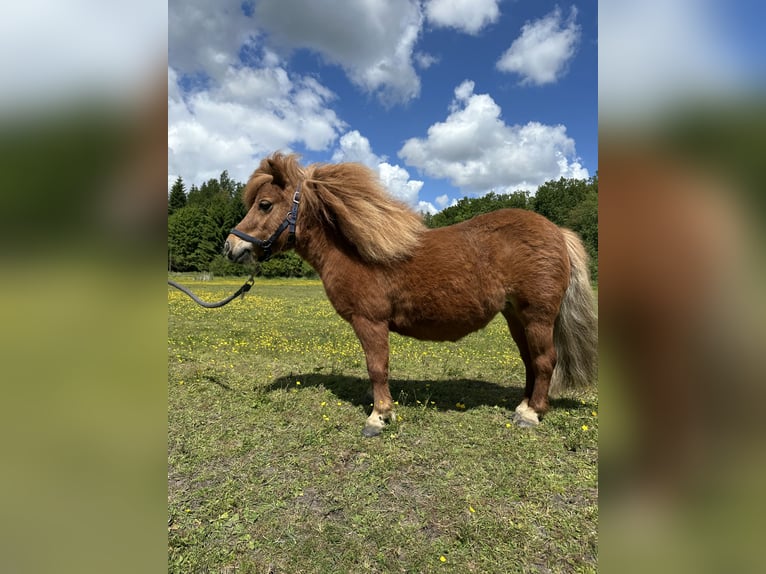 Kuce szetlandzkie Klacz 7 lat 83 cm Kasztanowata in Wacken