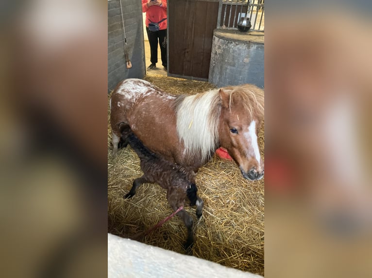 Kuce szetlandzkie Klacz 7 lat 85 cm Tarantowata in Bergheim