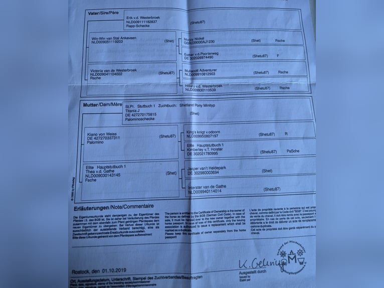 Kuce szetlandzkie Klacz 7 lat 87 cm Srokata in Otterndorf