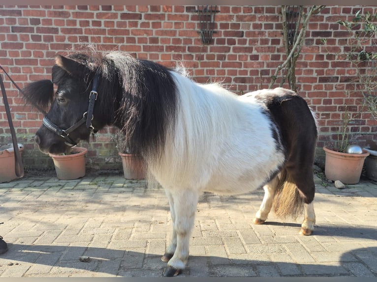 Kuce szetlandzkie Klacz 7 lat 87 cm Srokata in Otterndorf