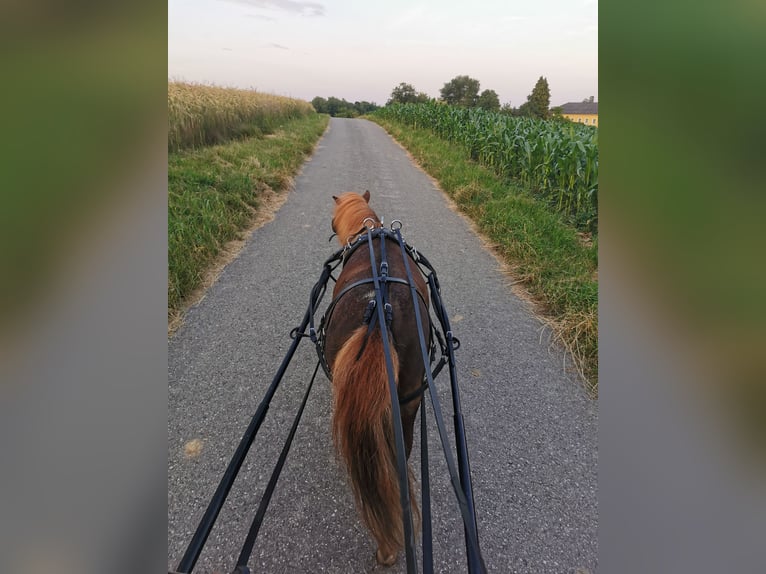 Kuce szetlandzkie Klacz 7 lat 90 cm Ciemnokasztanowata in St. Martin / Karlsbach