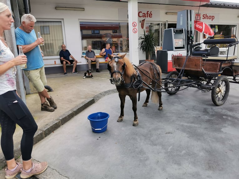 Kuce szetlandzkie Klacz 7 lat 90 cm Ciemnokasztanowata in St. Martin / Karlsbach