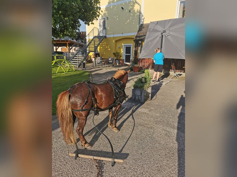 Kuce szetlandzkie Klacz 7 lat 90 cm Ciemnokasztanowata in St. Martin / Karlsbach