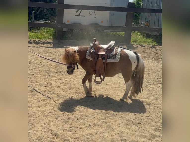 Kuce szetlandzkie Klacz 7 lat 90 cm  in Daleiden