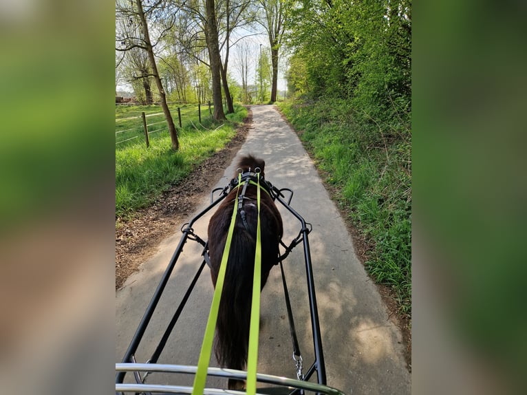 Kuce szetlandzkie Klacz 7 lat 94 cm Kara in Heinsberg