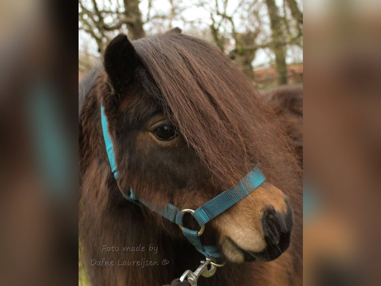 Kuce szetlandzkie Klacz 7 lat Gniada in Boxtel