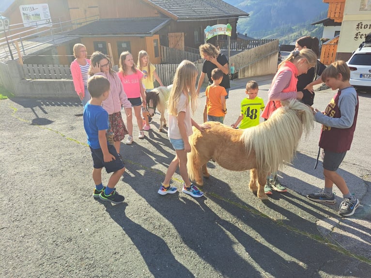 Kuce szetlandzkie Klacz 7 lat in Obertilliach