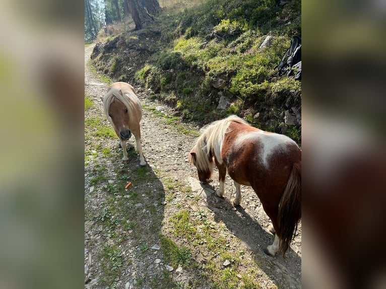 Kuce szetlandzkie Klacz 7 lat in Obertilliach