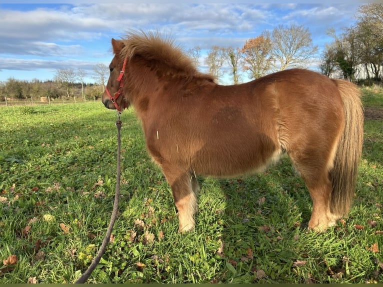 Kuce szetlandzkie Klacz 8 lat 100 cm Kasztanowata in Genêts
