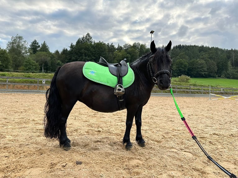 Kuce szetlandzkie Klacz 8 lat 105 cm Kara in Michelstadt