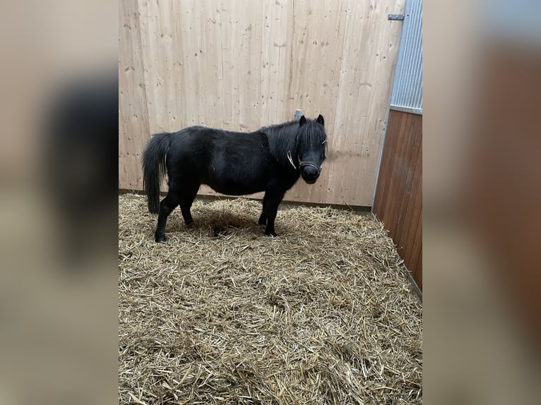 Kuce szetlandzkie Klacz 8 lat 105 cm Kara in Bad Wurzach