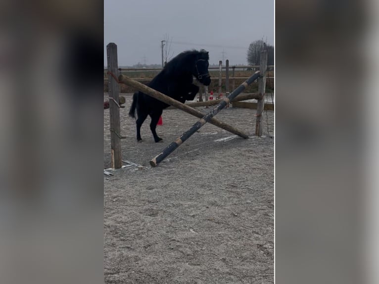 Kuce szetlandzkie Klacz 8 lat 105 cm Kara in Bad Wurzach