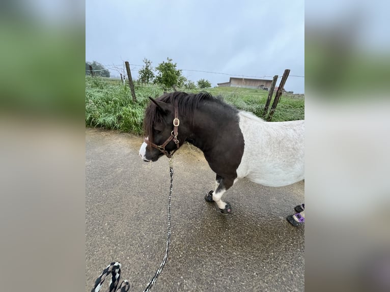 Kuce szetlandzkie Klacz 8 lat 105 cm Srokata in Alfdorf