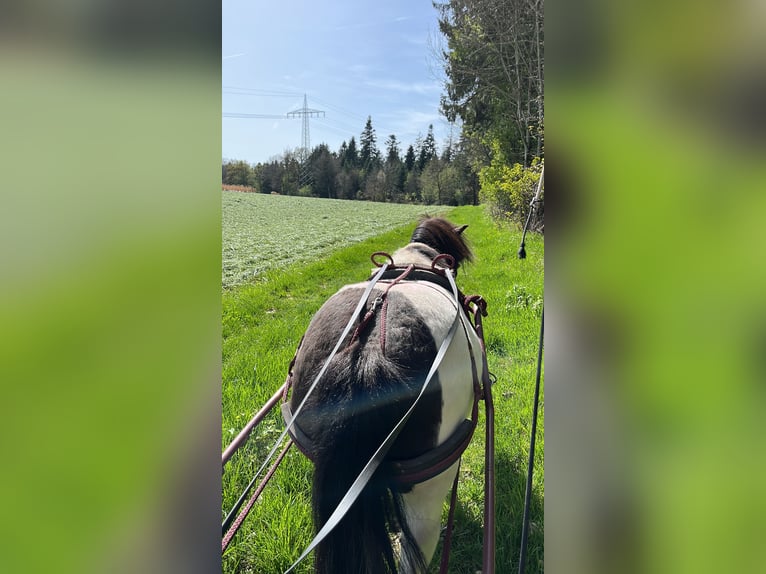 Kuce szetlandzkie Klacz 8 lat 105 cm Srokata in Alfdorf